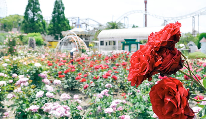 今年70周年となる歴史あるバラ園 ローズガーデン | ひらかたパーク